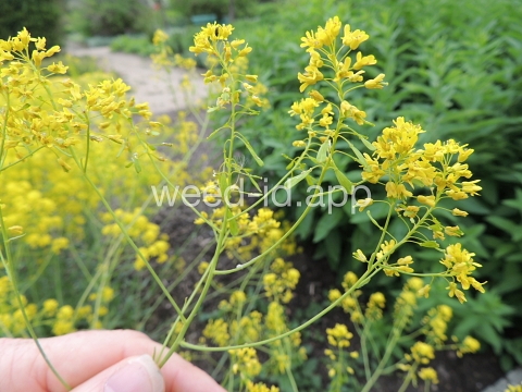 woad, dyer's